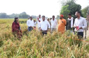जिलाधिकारी ने फसलों की उत्पादकता तथा उत्पादन के आंकलन हेतु क्राप कटिंग प्रयोगों का किया निरीक्षण