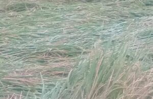 बरसात से कटाई के लिए तैयार धान की फसलें खेतों में गिरी