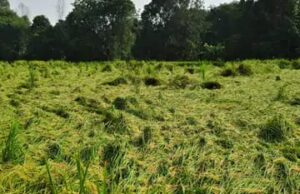 बारिश से किसान परेशान, धान की खेती खराब होने का बना है डर