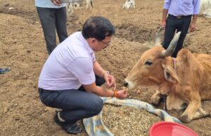 दीपावली पर जिलाधिकारी ने गौवंश को खिलाया गुड़-चना, दिया स्नेह और सेवा का संदेश