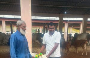 गोवर्धन पूजा पर प्रधान ने गौशाला में की पूजा-अर्चना, गायों को खिलाया गुड़-चना