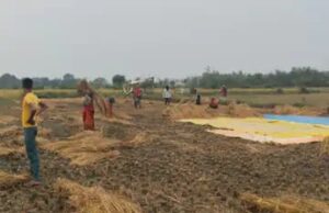 बेमौसम बारिश से धान की फसल खराब, किसानों की चिंता बढ़ी