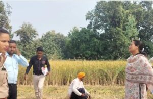 इस वर्ष धान की उपज औसत से बेहतर , एडीएम ने धान की क्रॉप कटिंग कर उपज का किया मूल्यांकन
