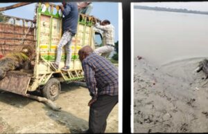 लालगंज में धान के खेत में मिला मगरमच्छ, आठ घंटे चला वन विभाग का बचाव अभियान