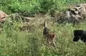 तीन बार डंसा कोबरा, पर नहीं झुका ‘बादल’ जान देकर बचाई मालिक की इज्जत