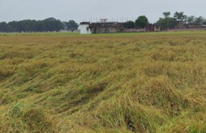 बारिश से चौपट हुई धान की फसल, बढ़ी ठंड