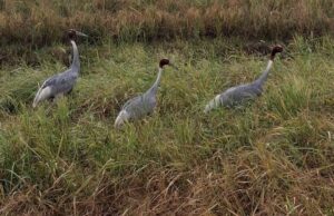 ग्राम जगसौरा में धान के खेत में तीन सारसों के दिखने पर ग्रामीणों में उत्साह