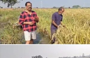 बारिश से जलमग्न हुई धान की फसल, किसानों की बढ़ी परेशानी