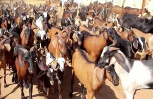 बकरी पालन योजना के लिए पात्र लाभार्थियों के चयन की प्रक्रिया शुरू