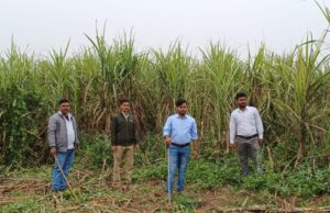 मूडा अस्सी गांव मे आवारा गौवंश व बाघ के पगचिह्न देखे जाने से दहशत