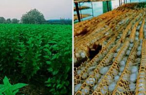 सीएम रेशम विकास योजना के तहत सैदापुर देवकली में पांच दिवसीय प्रशिक्षण कार्यक्रम प्रारंभ