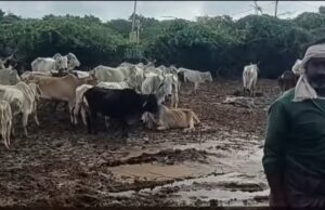 ग्राम सरसेला गौशाला का दर्दनाक सच उजागर, गायें भूख-प्यास से मरने को मजबूर
