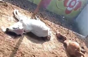 बरचौली गौशाला की बदहाली ने खोली प्रशासन की पोल