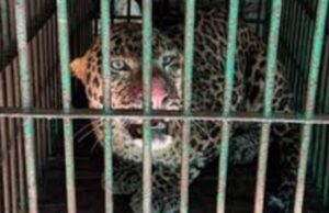 धौरहरा क्षेत्र में आतंक का पर्याय बना तेंदुआ वन विभाग के पिजरे में कैद