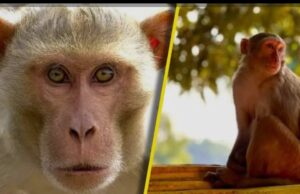 बाजारों में बंदरों का उत्पात देख हलाकान हैं लोग