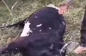 बाघ ने बैल का किया:गांव शिकार से 100 मीटर दूर खेत में मिला शव, ग्रामीणों में दहशत