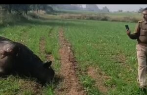 ग्राम प्रधान पर हाई टेंशन करंट से मवेशियों व वन्यजीवों की मौत का आरोप, ग्रामीणों में दहशत