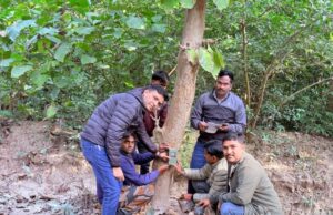 वन्य जीवों की गणना,6200 हेक्टेयर में फैले जंगल में टाइगरों की गणना के लिया 40 कैमरे लगाए
