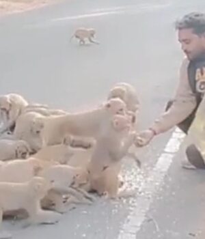 बंदरों को कराया भोजन, मानवता की मिसाल—पहल को जारी रखने का संकल्प