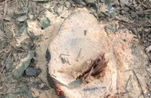 किसान के चंदन के चार पेड़ चोरी से कटे