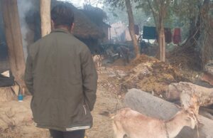 मधुमक्खियों के हमले से मवेशी और अधेड़ घायल