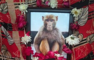अटसरॉय में बंदर की मौत के तेरहवें दिन भोज का हुआ आयोजन