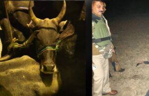 मुठभेड़ में पुलिस से भिड़े गो-तस्कर, एक को लगी पैर में गोली, दूसरा गिरफ्तार