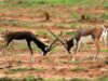 देश का उभरता इको-टूरिज्म डेस्टिनेशन बन रहा उत्तर प्रदेश
