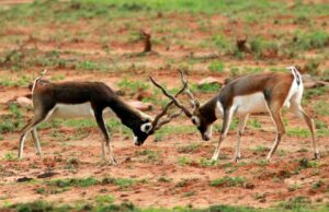देश का उभरता इको-टूरिज्म डेस्टिनेशन बन रहा उत्तर प्रदेश