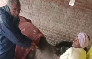 जानवरो मे मूंहपका व खूरपका रोग के चलते लगाई जा रही वैक्सीन