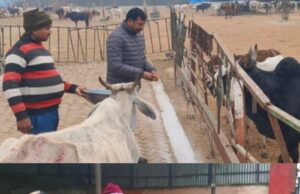 मैंनहा खंबारखेड़ा स्थित अस्थायी गौशाला का नगर पालिका ईओ ने किया निरीक्षण