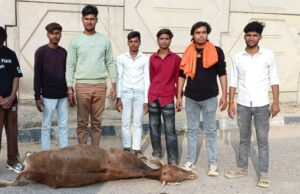 मृत पड़े गोवंश का युवाओं ने किया अंतिम संस्कार