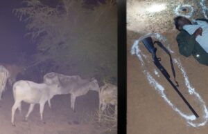 अहरौरा पुलिस की मुठभेड़ में पकड़ा गया शातिर गो-तस्कर