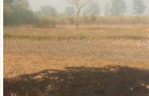 धान का पुआल जलाने से नष्ट होती है भूमि की उर्वराशक्ति