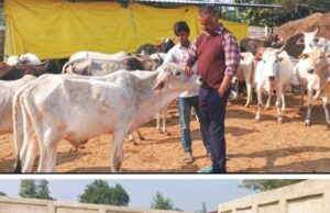 चेयरमैन प्रतिनिधि रवि अग्रवाल ने किया गौशाला का निरीक्षण, सुविधाओं को दुरुस्त करने के निर्देश