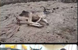 भादर नंदी गौशाला में सरकारी दावों की पोल,भूख-ठंड से जूझते गोवंश