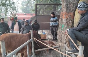 आवारा गोवंश का पशु चिकित्साधिकारी ने कराया उपचार