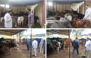 एसडीएम सदर ने किया अस्थायी गोआश्रय और कांजी हाउस का निरीक्षण