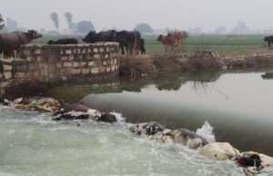 सेमरा बरहो नहर में एक दर्जन गोवंस पानी में तैरते पाए गए