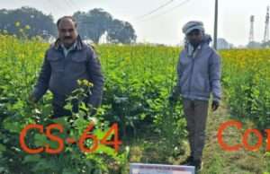 लवणीय भूमि में सरसों की नई किस्म का परीक्षण