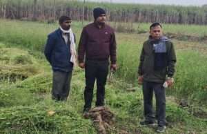 ग्राम समाज की जमीन पर लगे पेड़ों को प्रधान पर कटवाने का आरोप