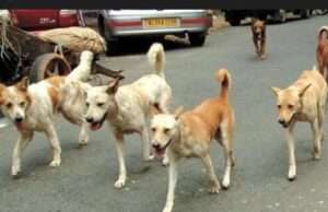 शंकरगढ़ ,जसरा ,बारा में कुत्तों ने कई लोगों को काटा एवं बनाया अपना शिकार।