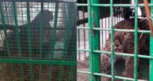 तेंदुआ वन विभाग के पिंजरे में हुआ कैद जबकि बाघ को पकड़ने के लिए चलाया जा रहा ऑपरेशन टाइगर