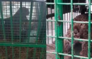 तेंदुआ वन विभाग के पिंजरे में हुआ कैद जबकि बाघ को पकड़ने के लिए चलाया जा रहा ऑपरेशन टाइगर