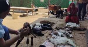 पशु चिकित्सकीय लापरवाही का आरोप: 10 बकरी के बच्चों की मौत, ‘आसरा’ एनजीओ ने संभाला मोर्चा