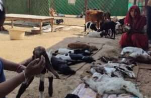 पशु चिकित्सकीय लापरवाही का आरोप: 10 बकरी के बच्चों की मौत, ‘आसरा’ एनजीओ ने संभाला मोर्चा