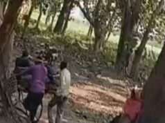 अवैध लकड़ी कटान दुधवा जगल में जारी वन माफियाओं के हौसले बुलंद