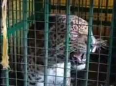 बकरी के लालच में पिंजरे में फंसा तेंदुआ