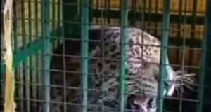 बकरी के लालच में पिंजरे में फंसा तेंदुआ