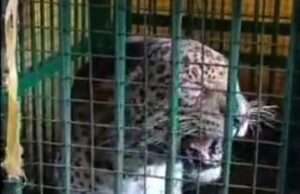 बकरी के लालच में पिंजरे में फंसा तेंदुआ
